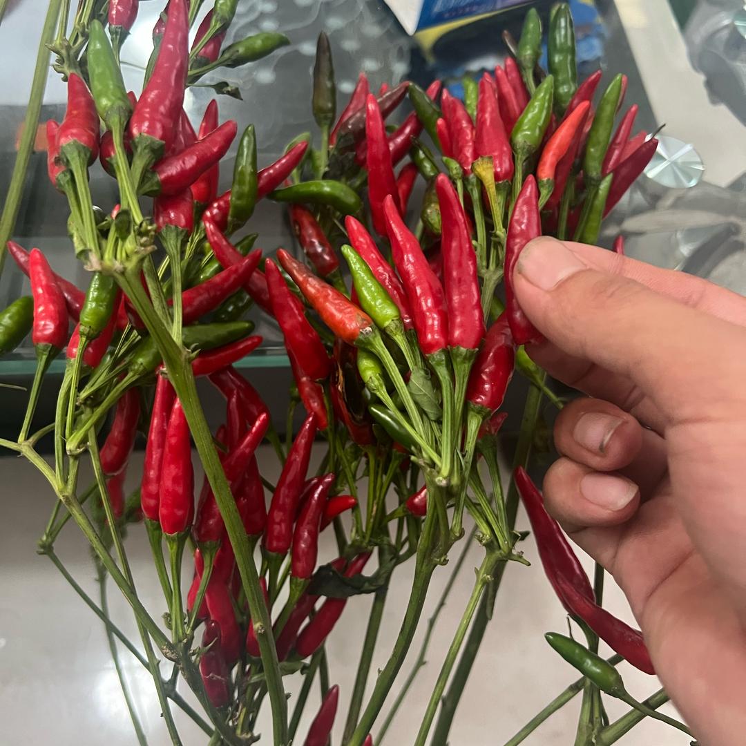 种辣椒的农夫🧑‍🌾