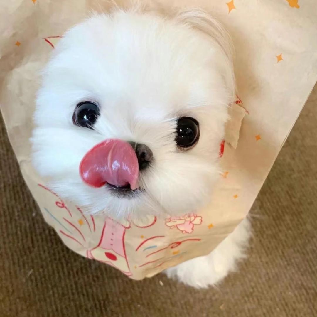 祝你鱼块.
