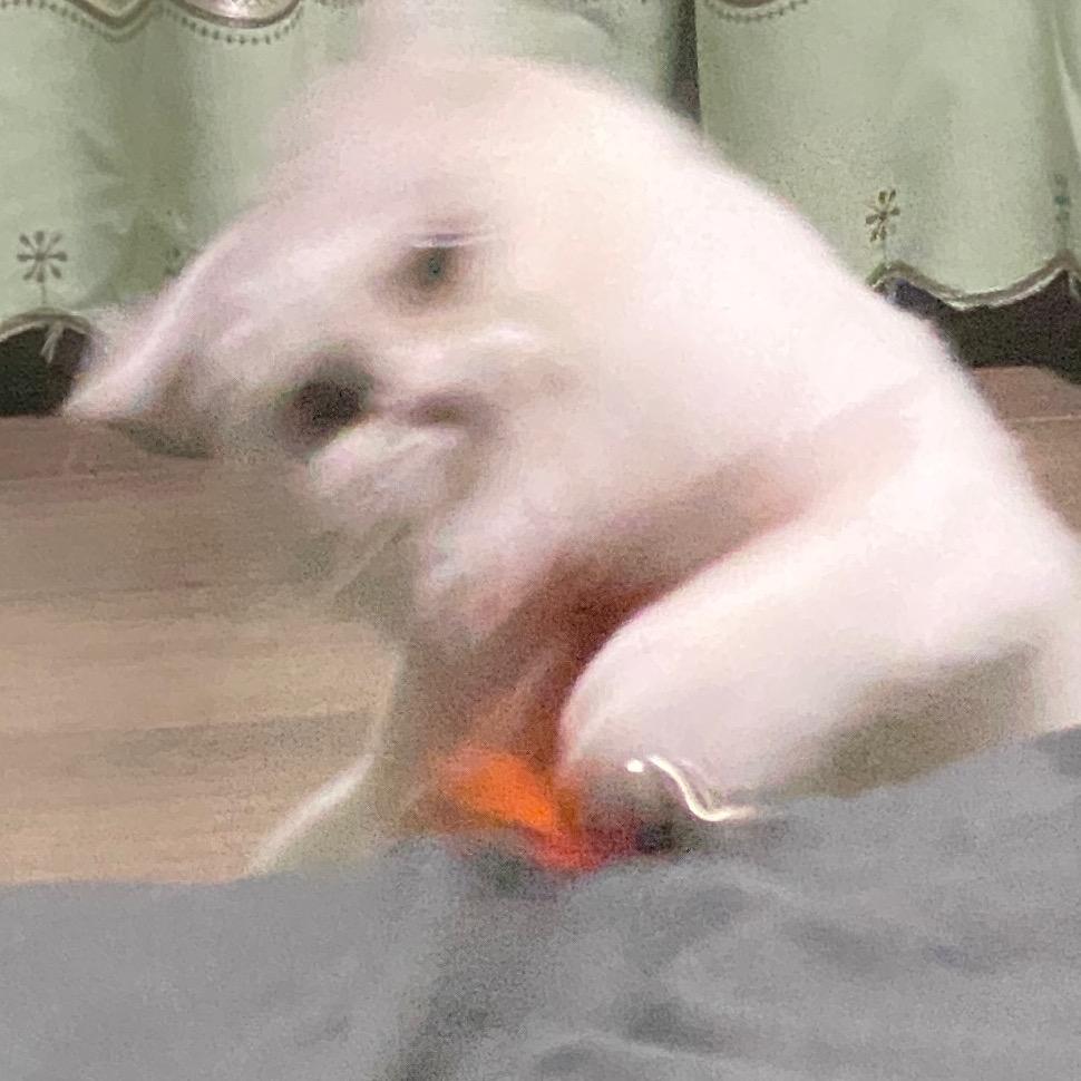 犊子