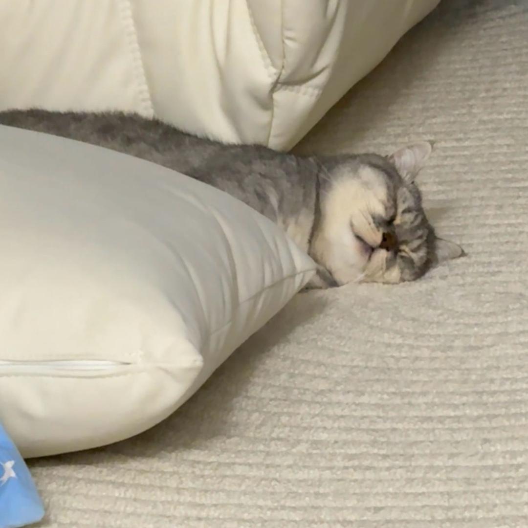 是大橘猫唉𓆝𓆟𓆜𓆞𓆝