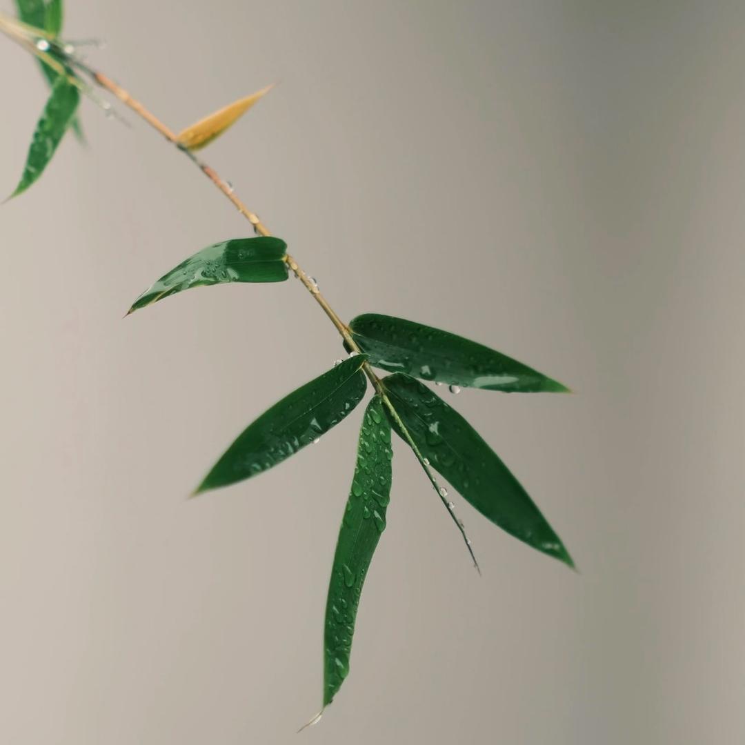 一枝