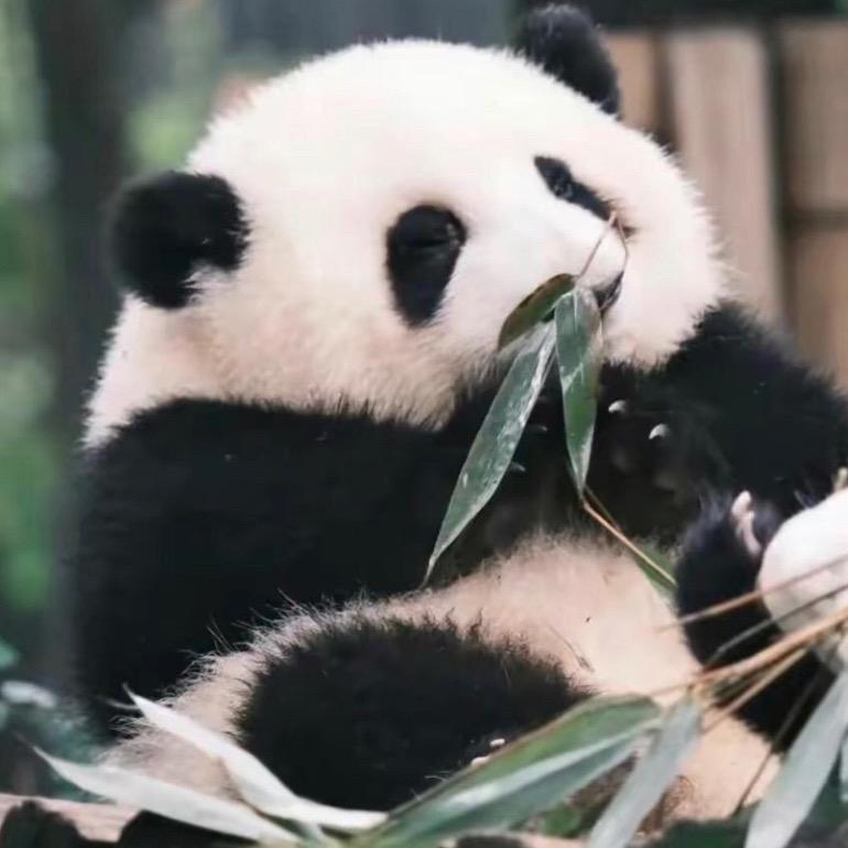 苏然在减肥🏃头像