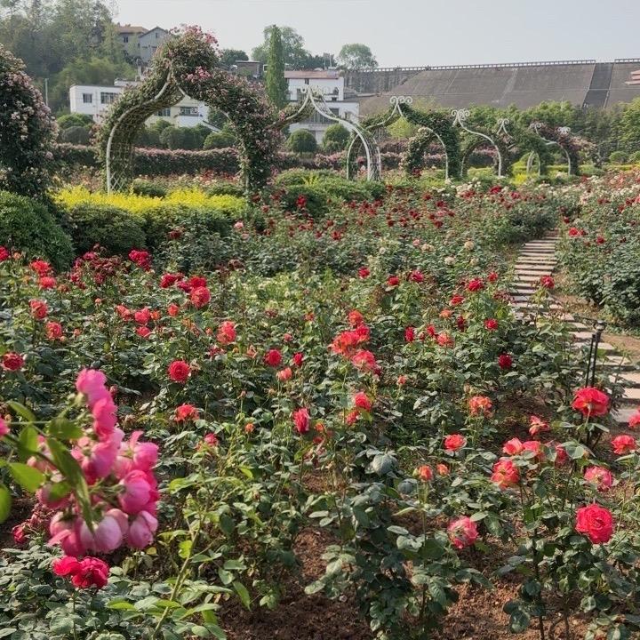 এۣۖิღ💞薄荷心凉💞