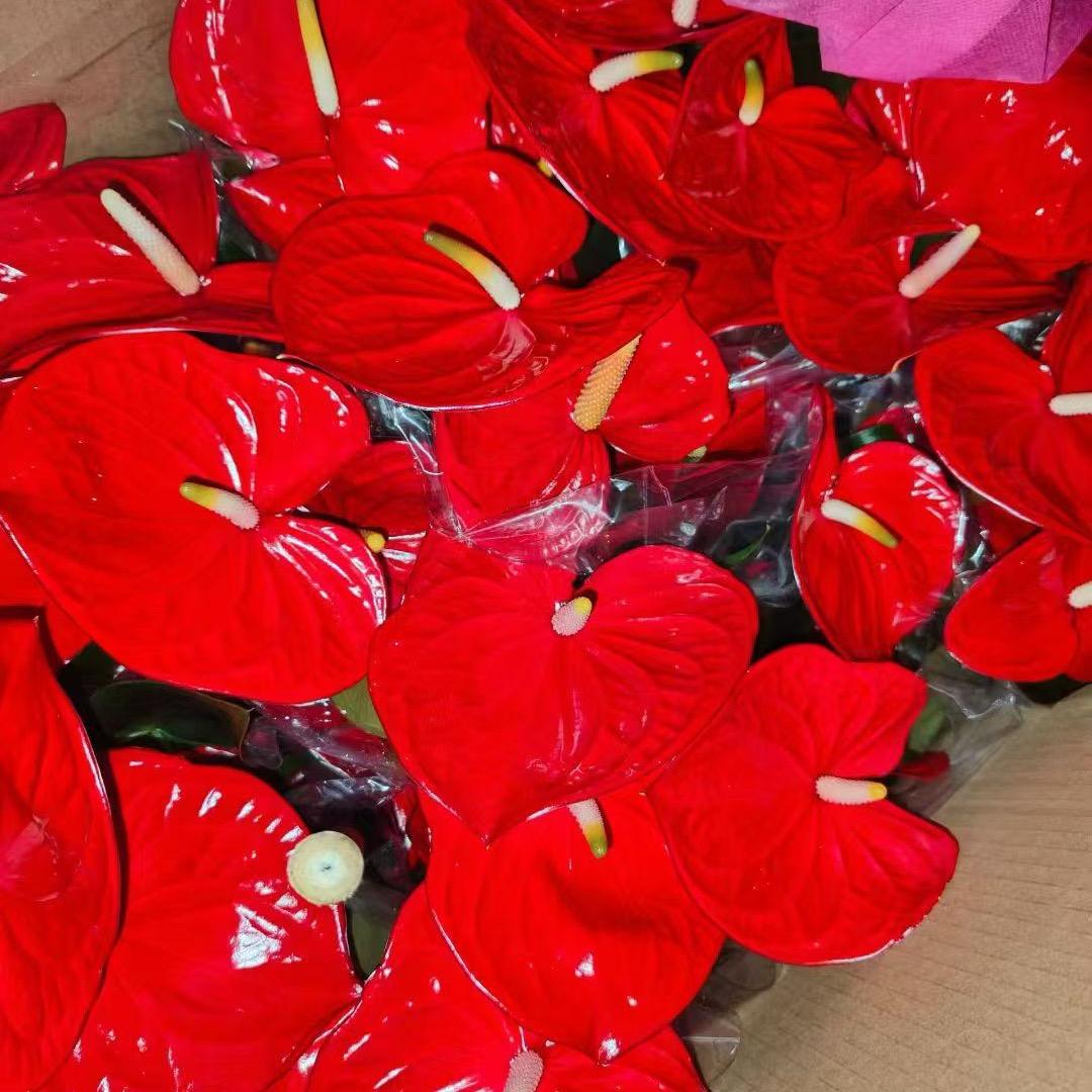 七7🍃绿植氧苑