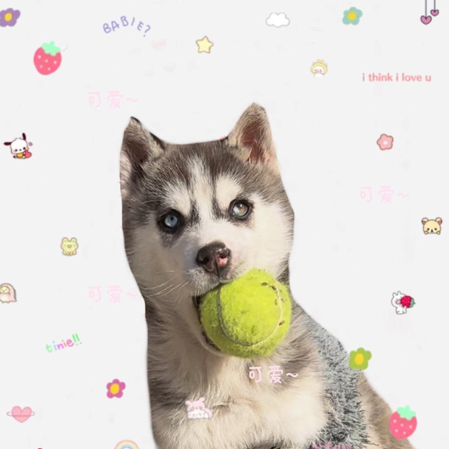 🌈 哈哈是只哈士奇-
