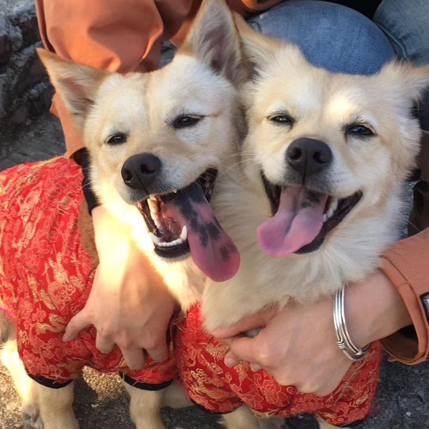 蛋黄蛋白🐕蛋心