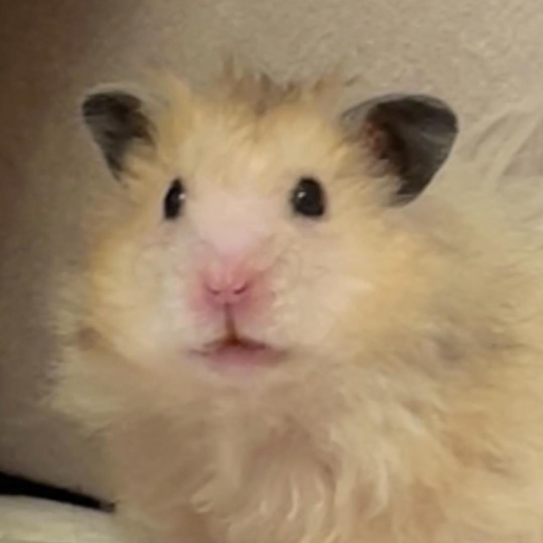 🌈          蜀黍 .