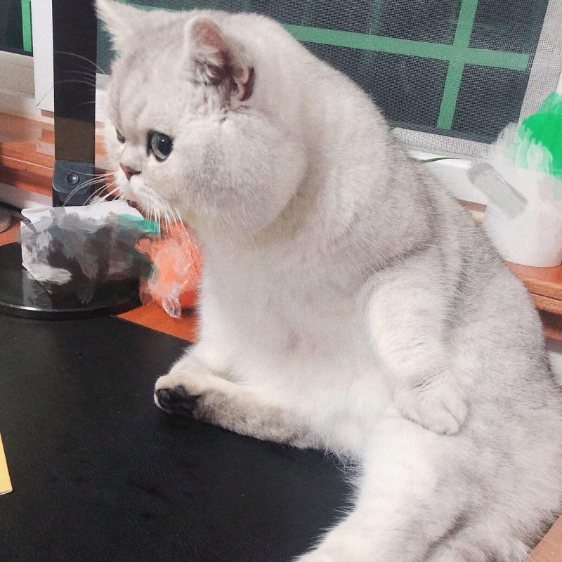 杰茜卡是带头大哥