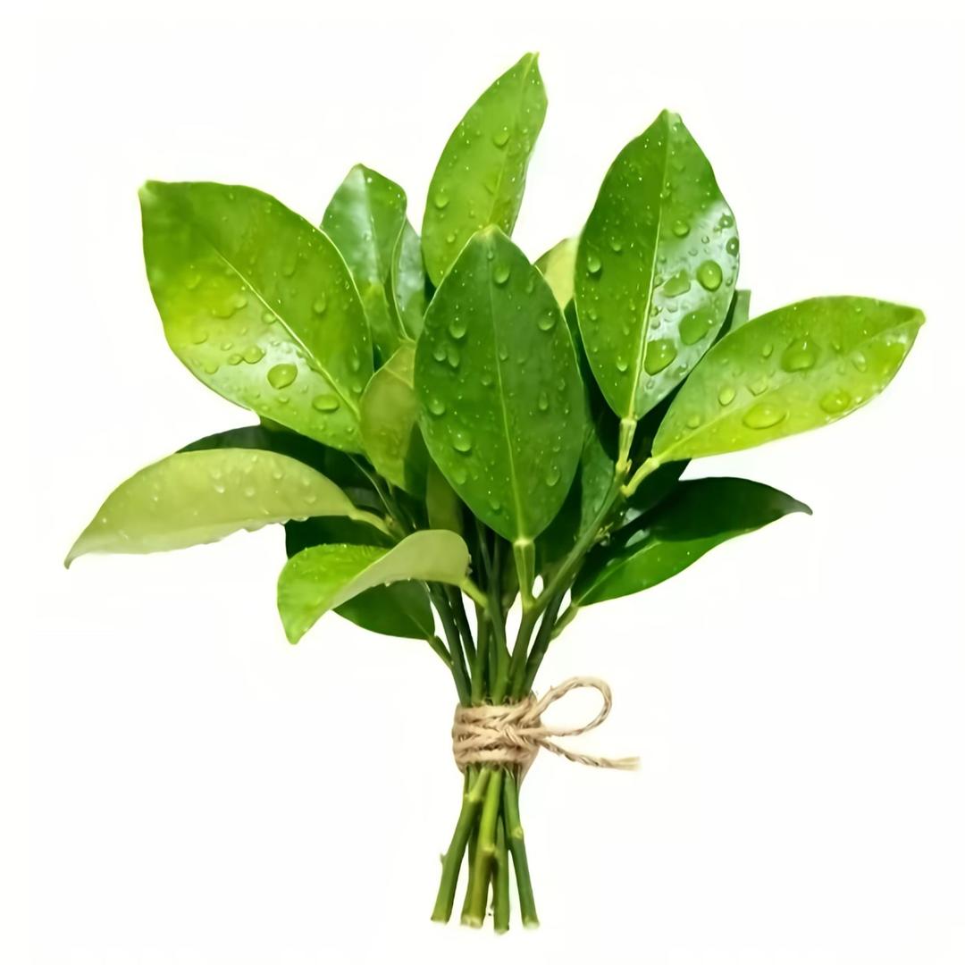 💧碌💧柚💧叶💧2💧号💧