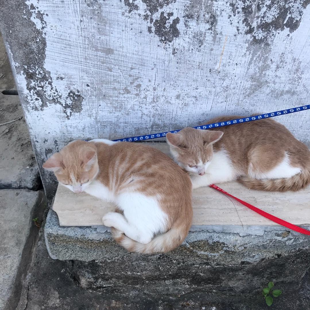 肥雄(づ ●─● )づ