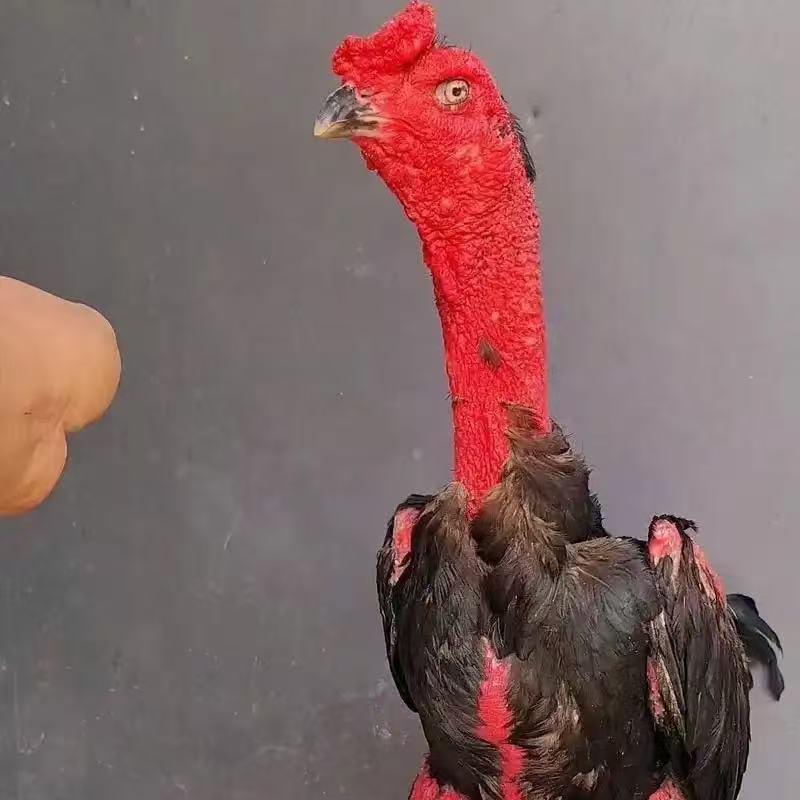 北海精选—小江