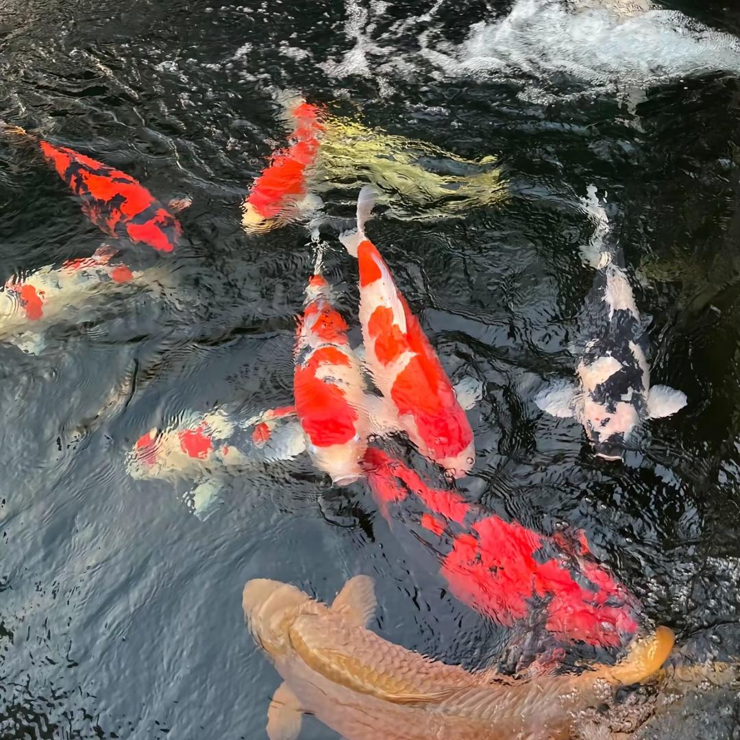 多泽鱼鱼厂