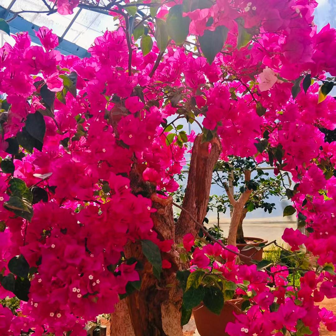 三哥朱顶红基地