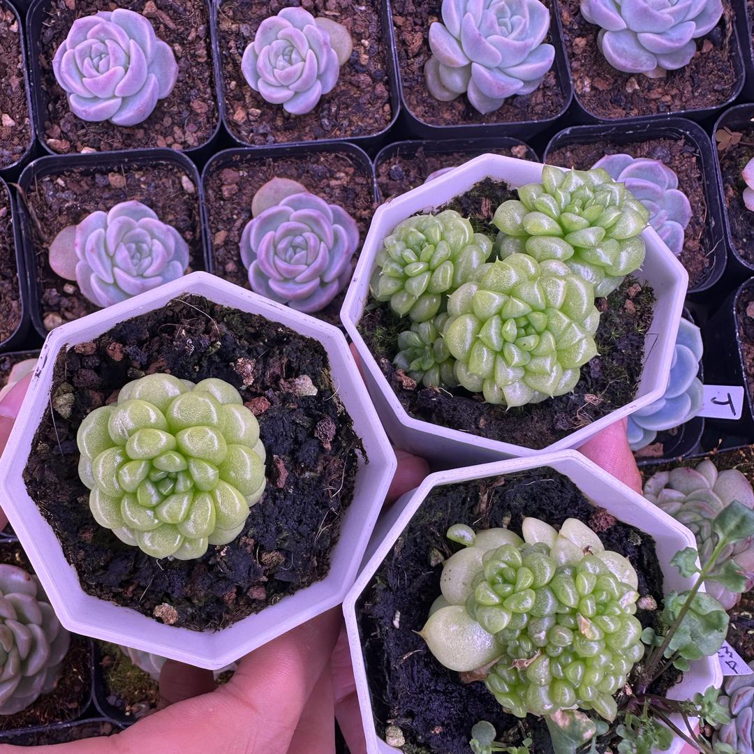 翠萌多肉坊