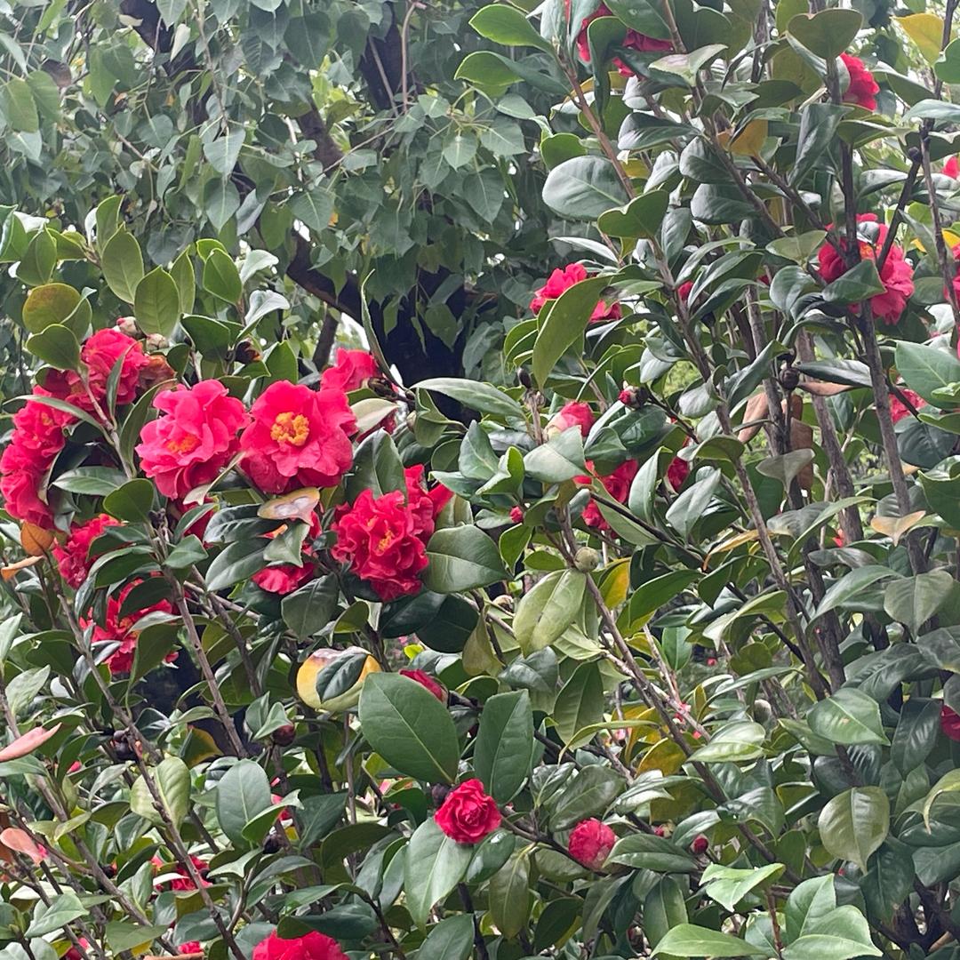 霄萍快乐🎉🎈🍾