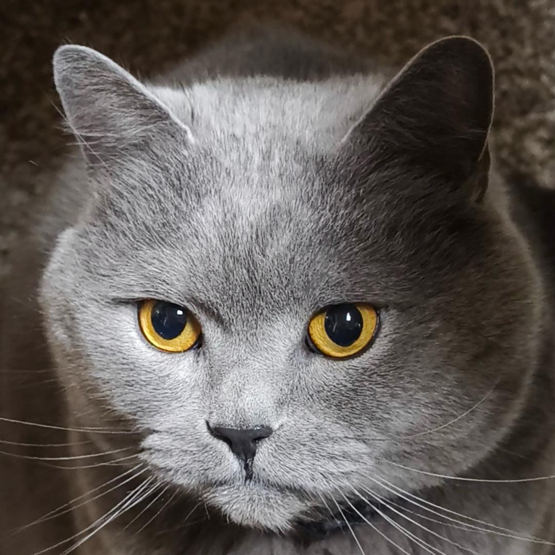 砺行-猫哥