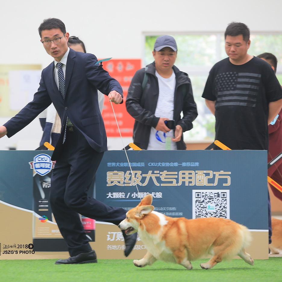 非凡柯基澳牧