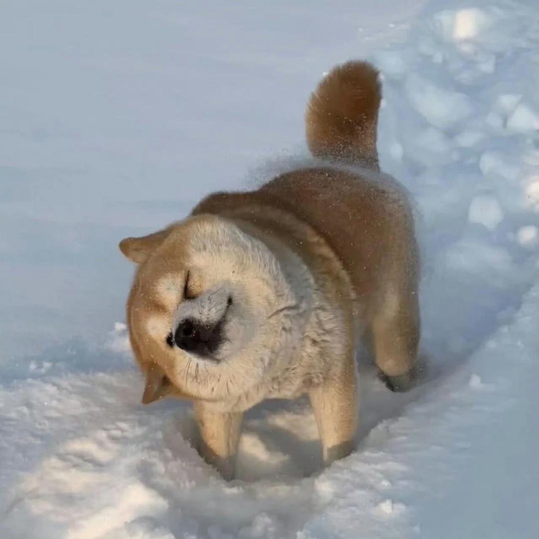 🌈今天你领小火人星星了吗