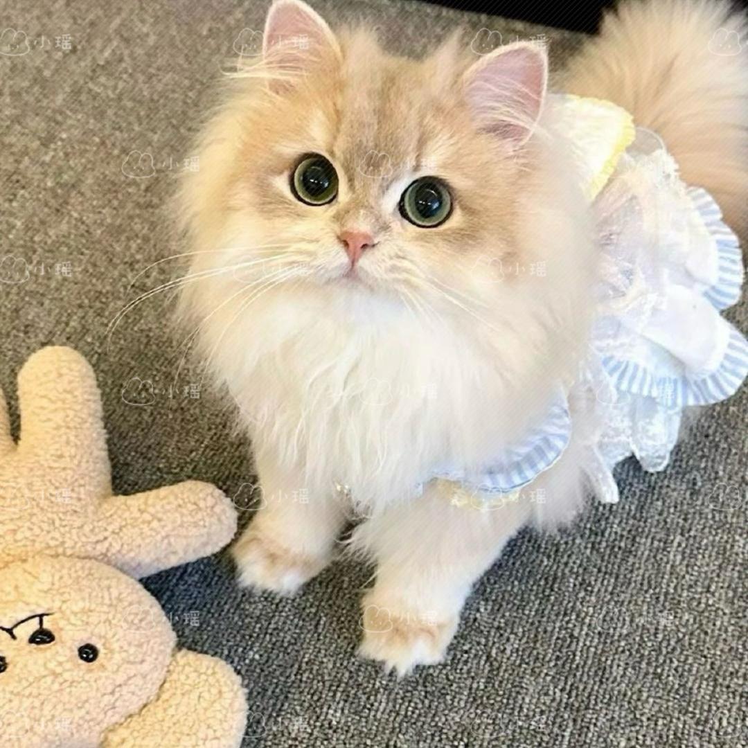 瑶瑶宝