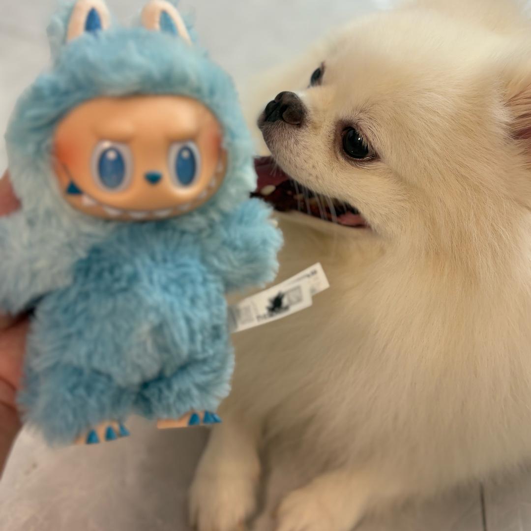 布丁💠