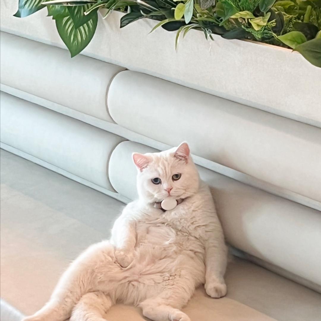 阿七家的小猫们