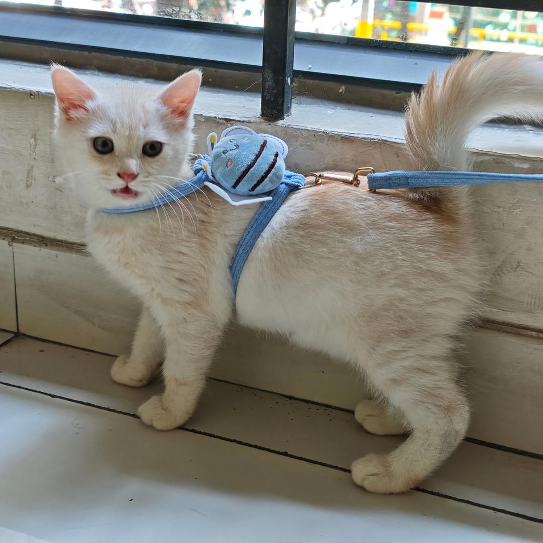 月亮和啾啾的家🐱