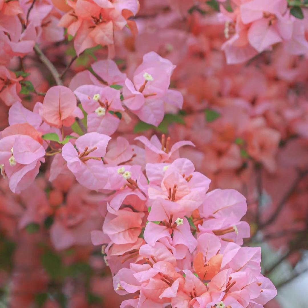 宜良颖燕花卉