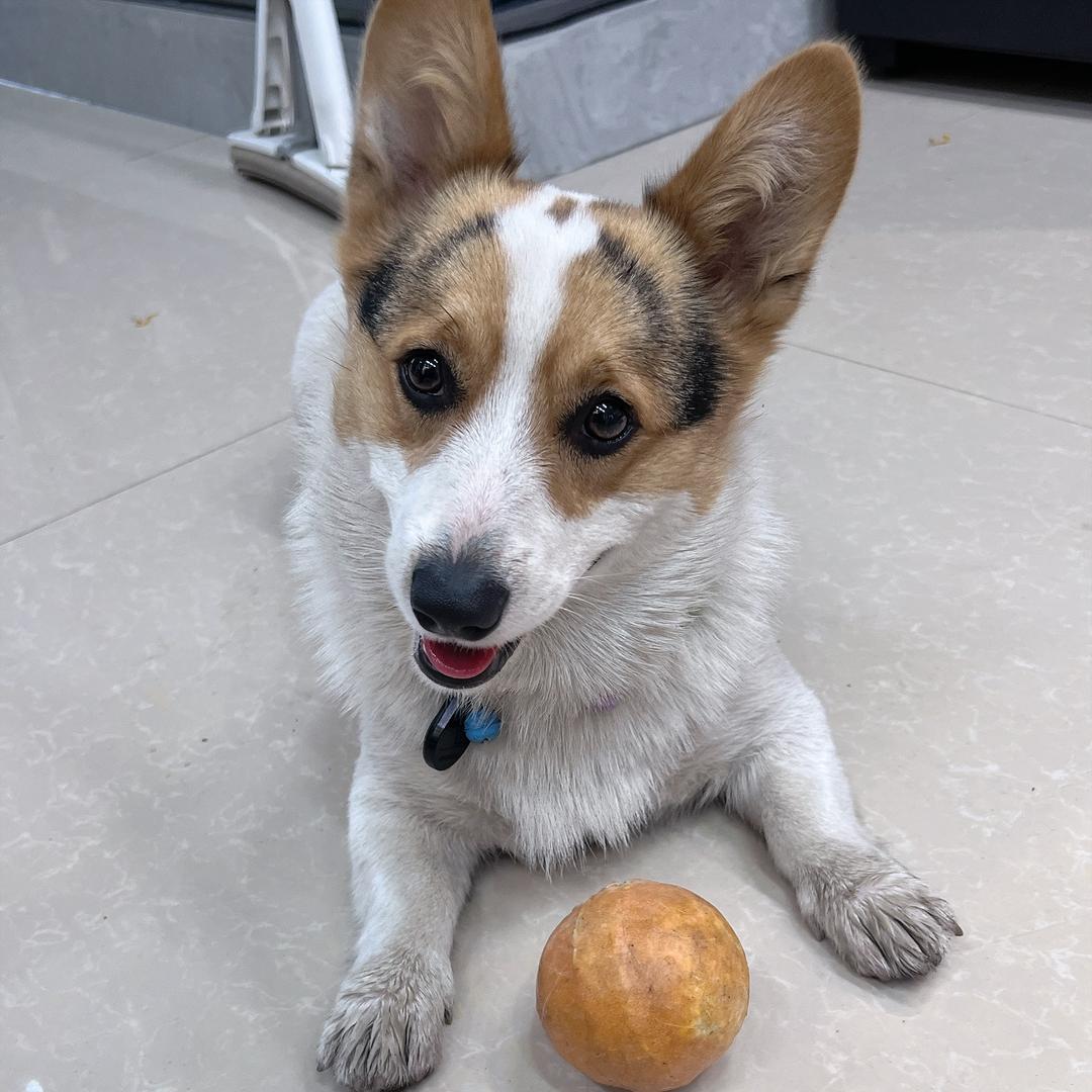 多多是只柯基🐶