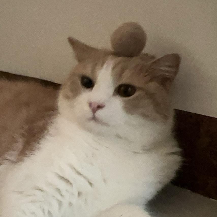 贴贴枝