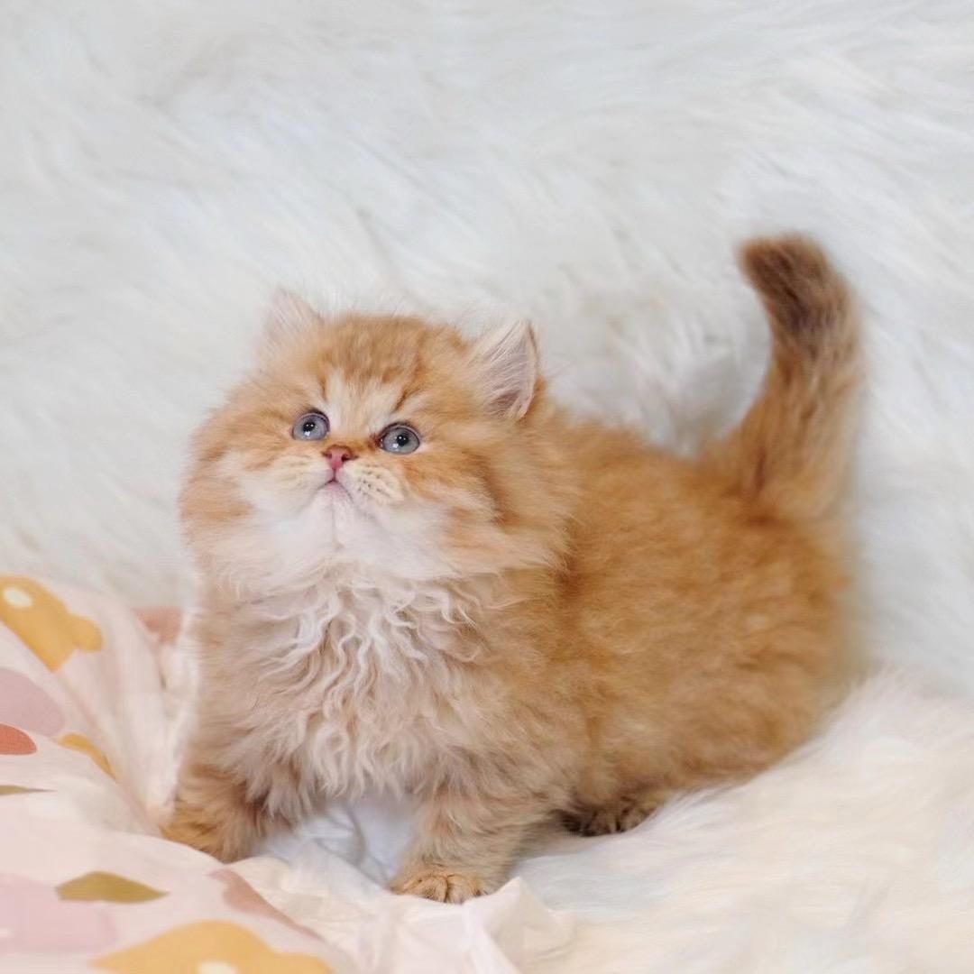 猫加的猫