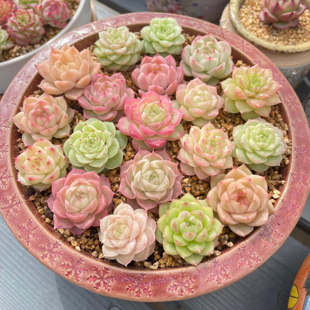 花利美园艺