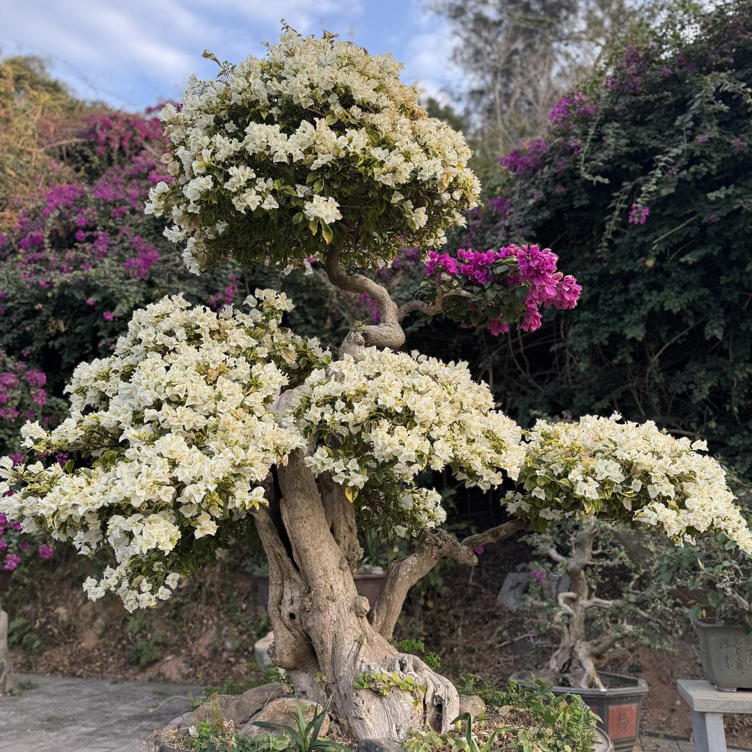 楚屿花卉