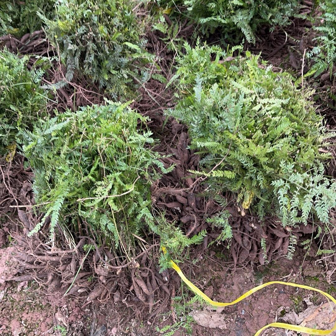 西南种植百部石菖蒲