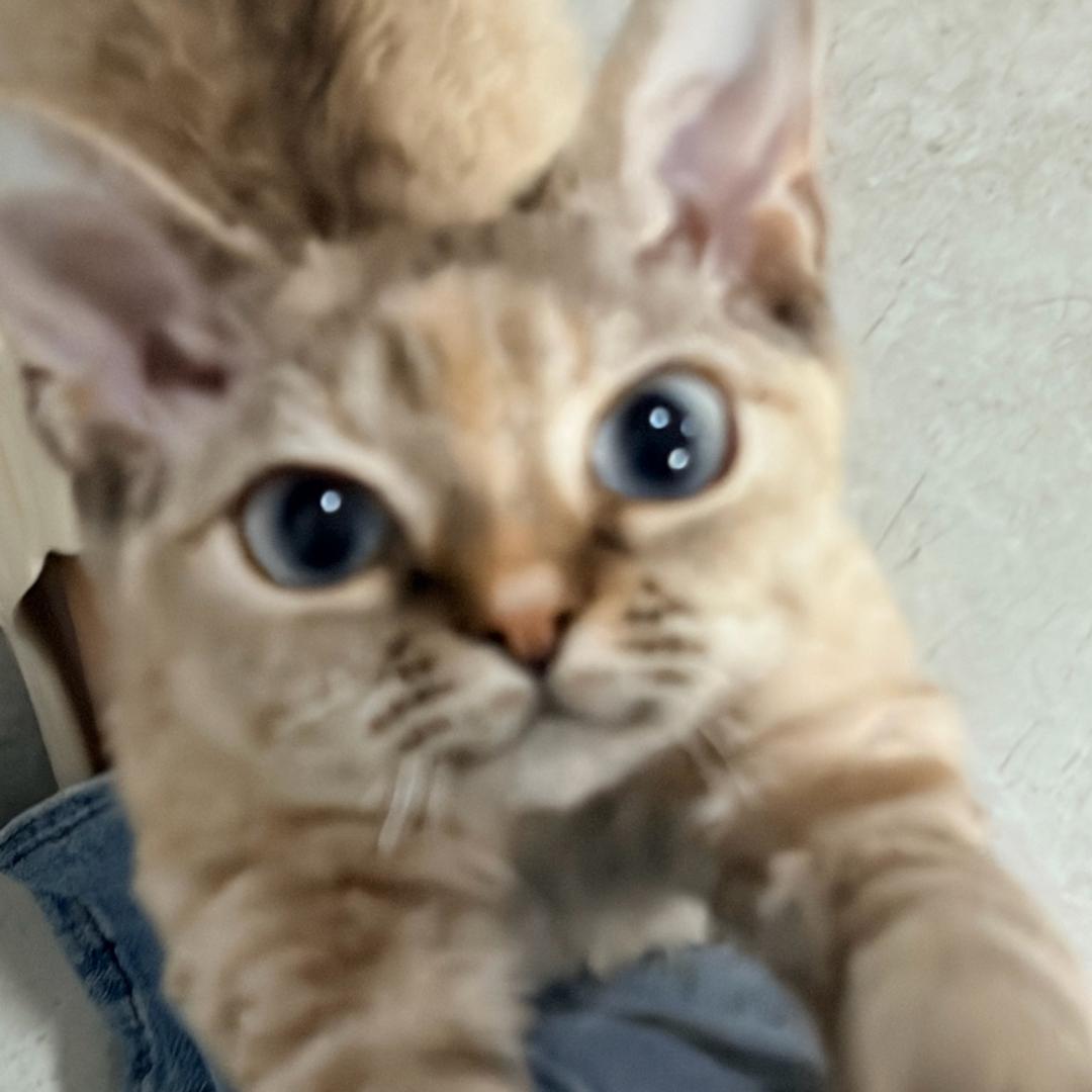 十一喵呜日记🐱