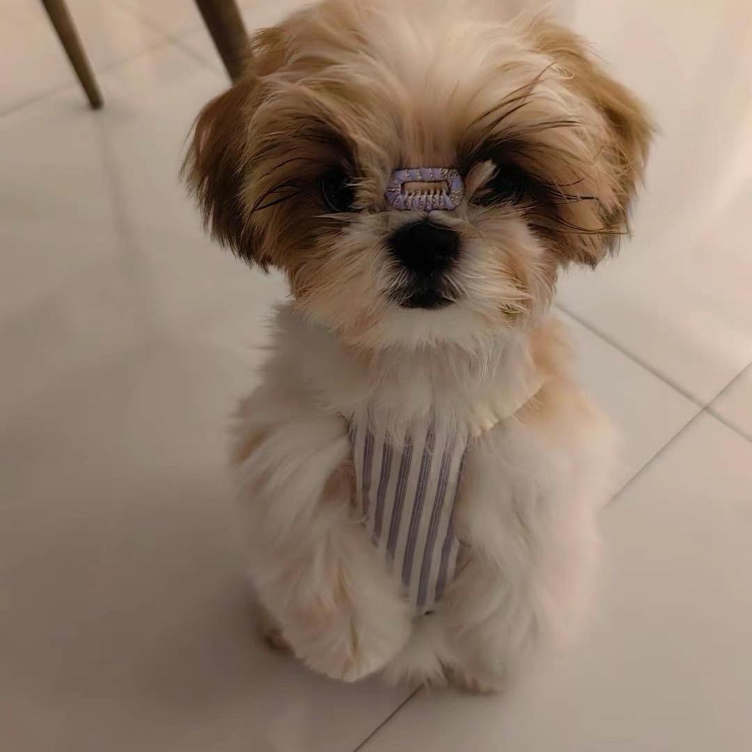 山猪的快乐生活