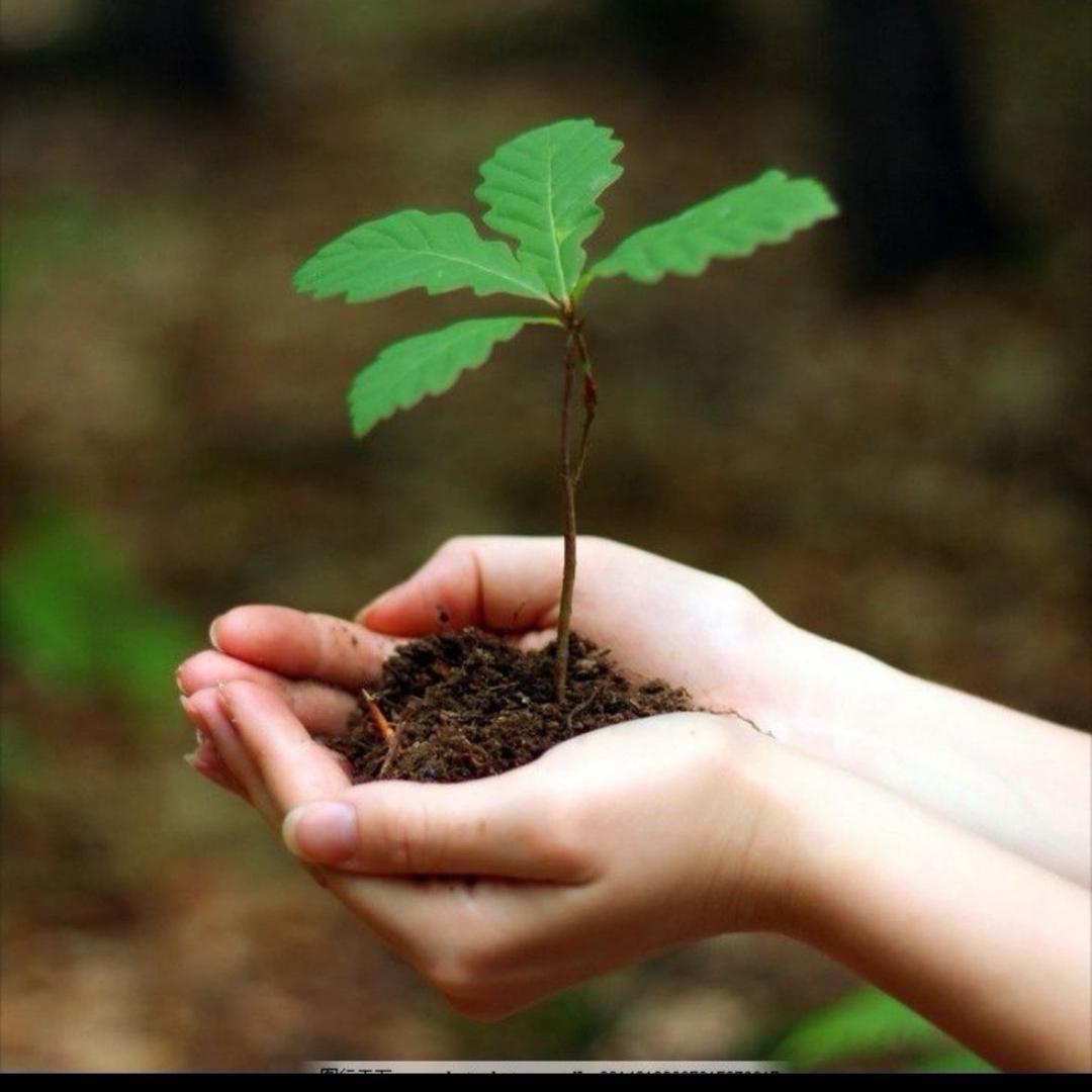 🌱小树苗🌱长不高😄