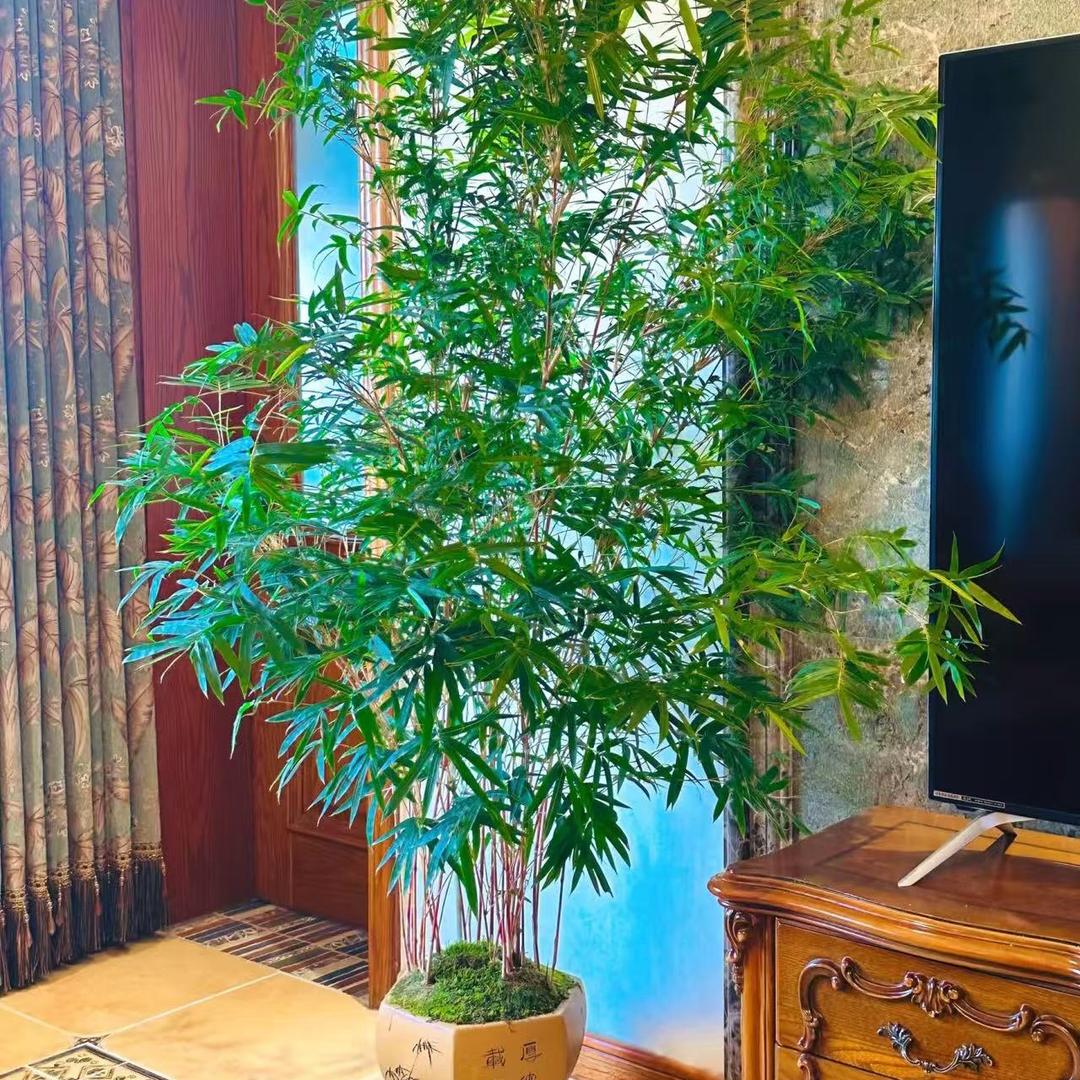 兰竹苑盆景