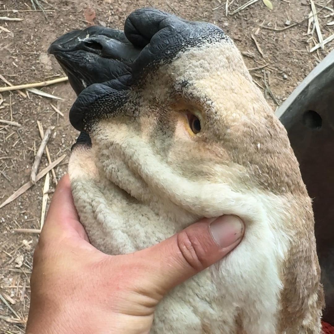 平南狮头鹅养殖