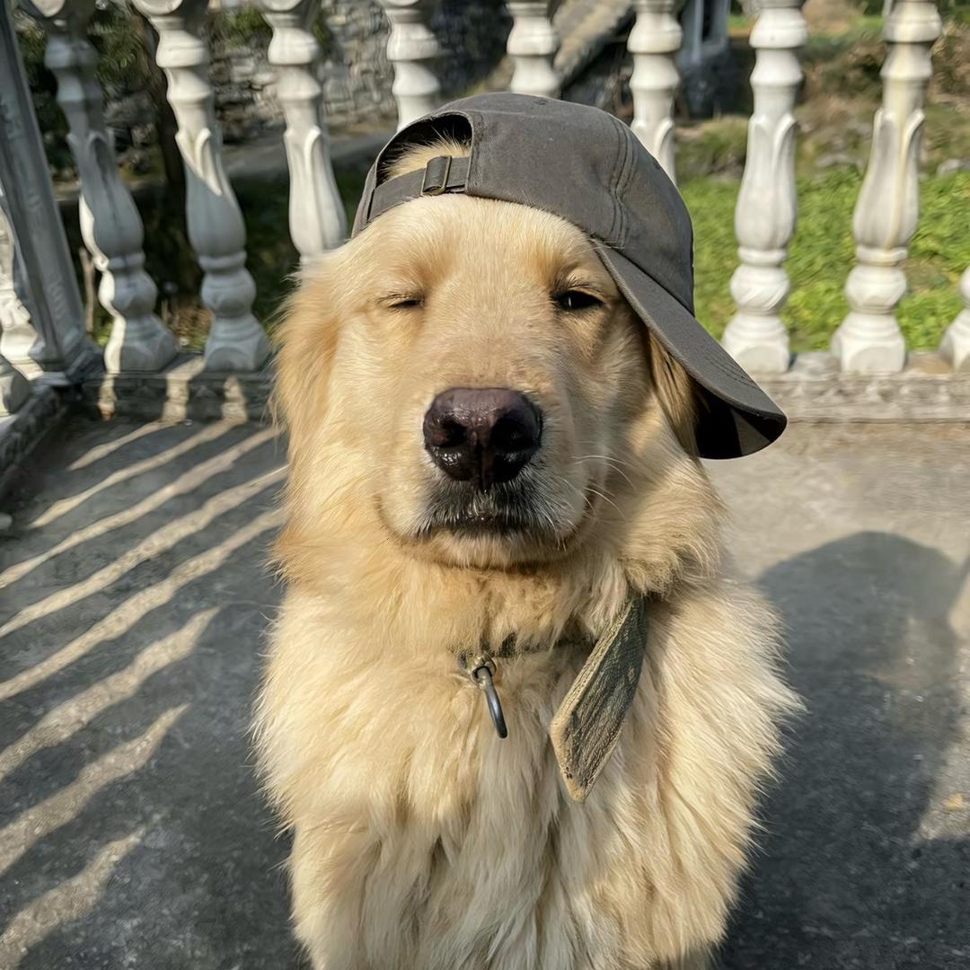很楠不爱