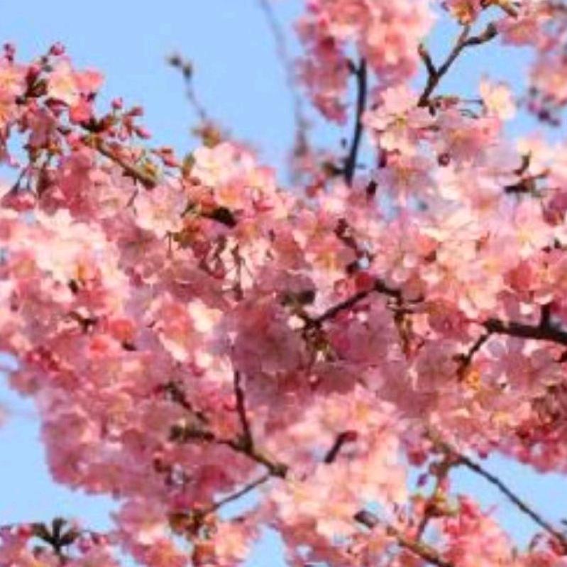 王子花仙