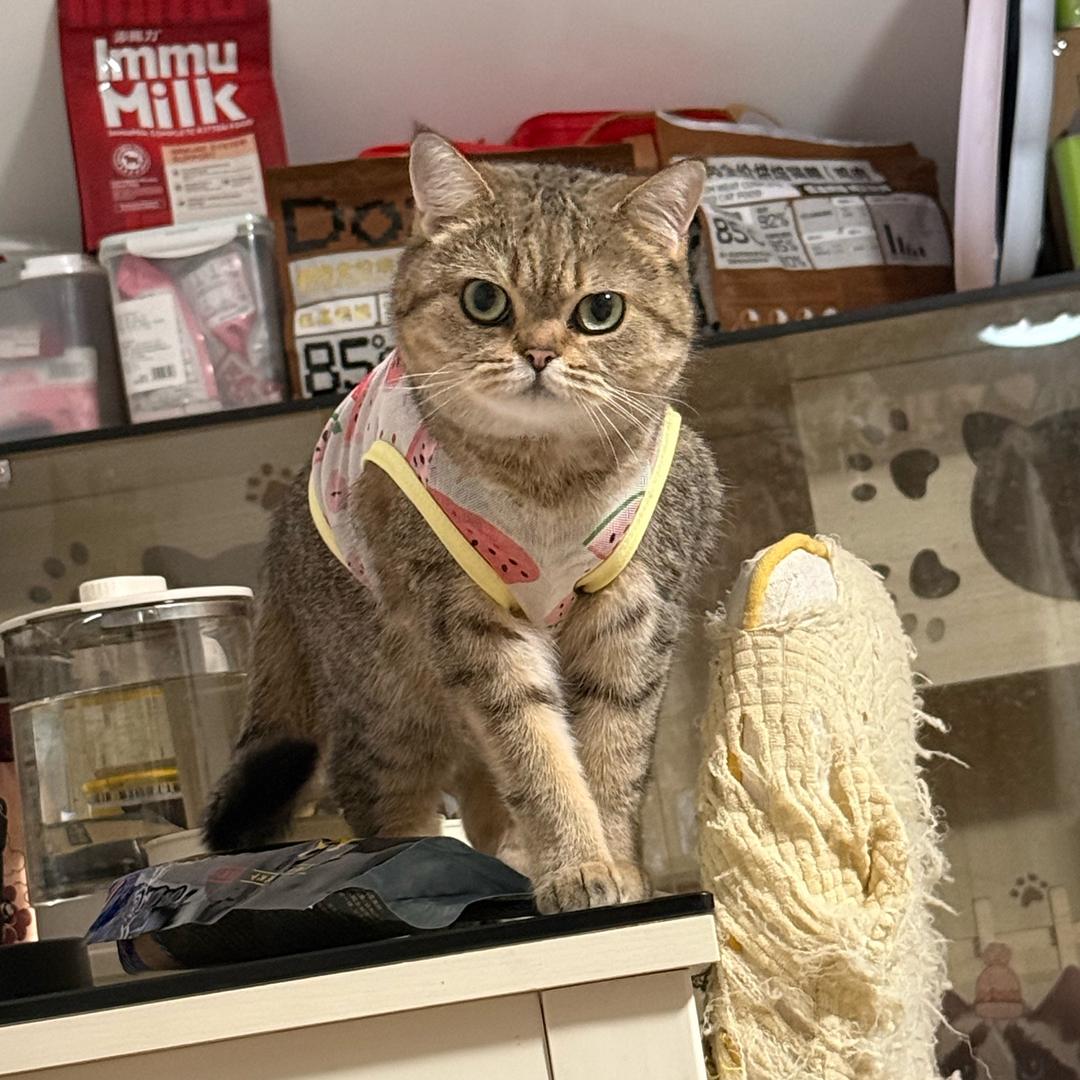 不乖的养猫日记