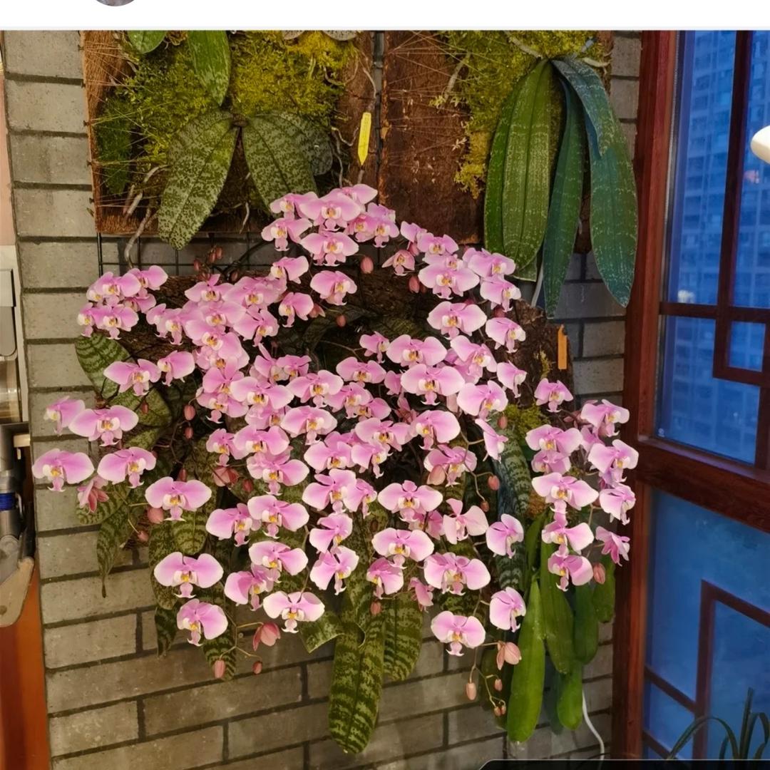 八零后大叔（威威）