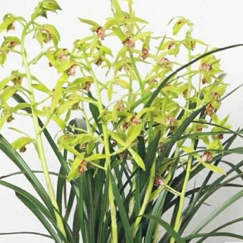 天青花语卉