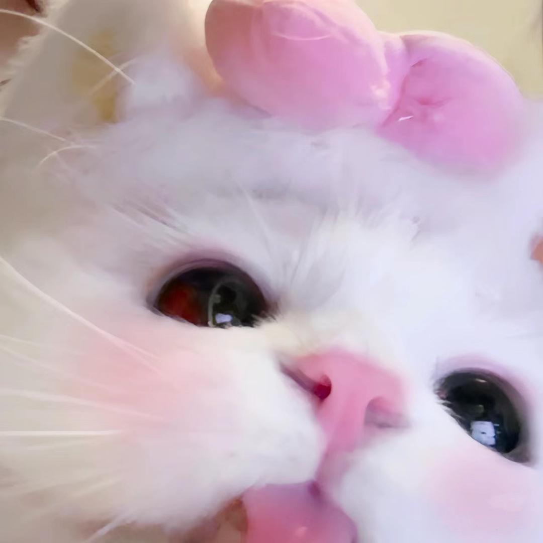🐰兔兔不吃胡萝卜🌈