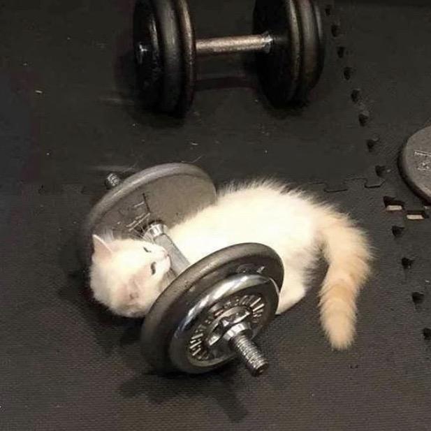一只猪咪