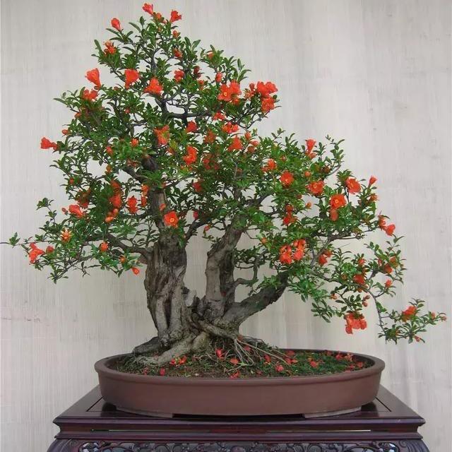 千卉园艺盆景店