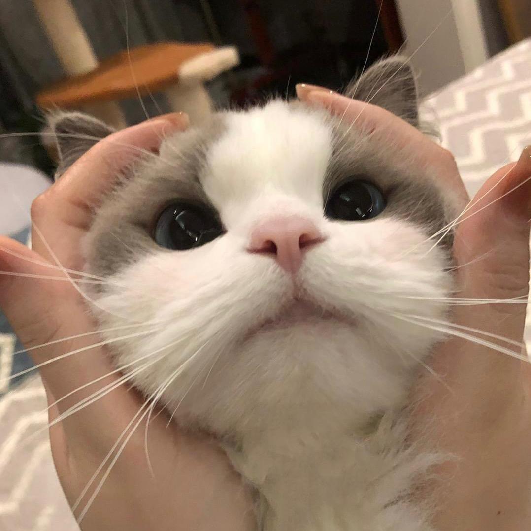 拿大葱的少女