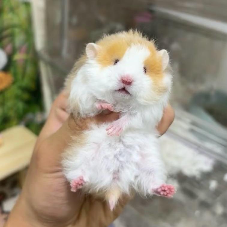 小琪（出熊）