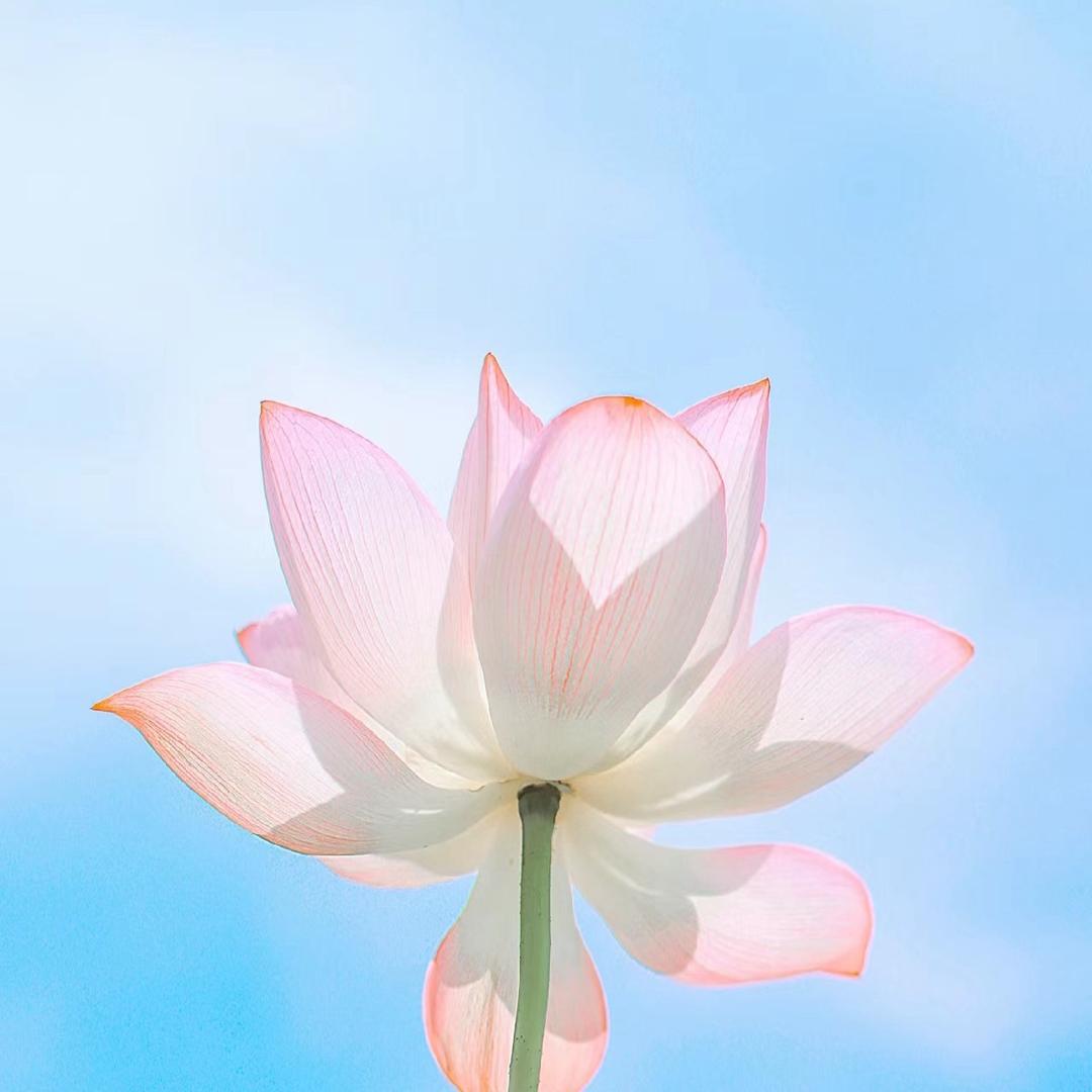 神思者头像
