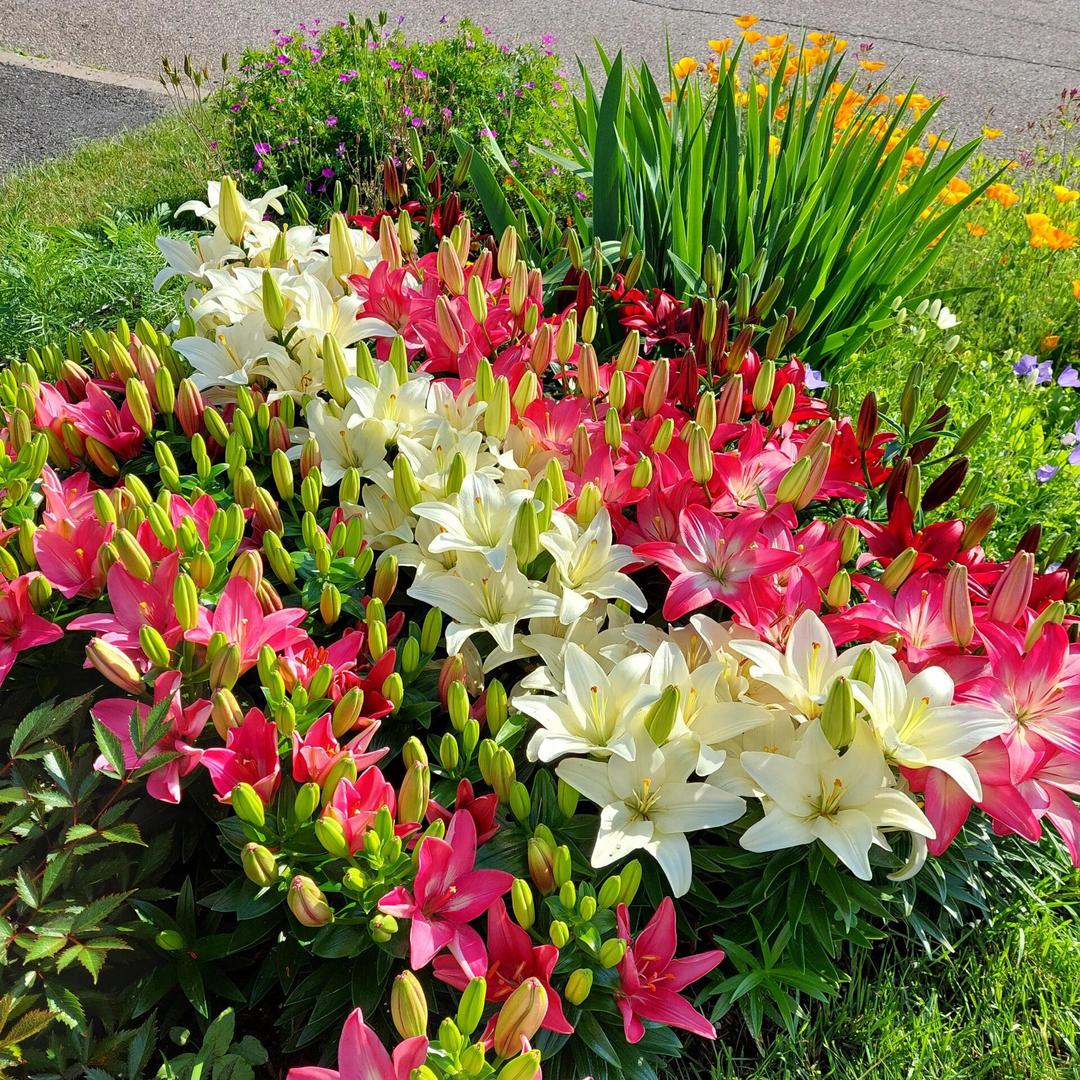 万亩沙漠花基地